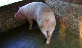 新手该怎么养猪,养殖过程中要注意些什么问题 新手养猪都要注意什么